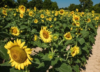 Sunflower against Blue Sky