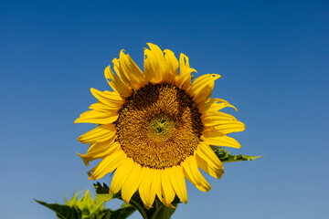 Sunflower against Blue Sky