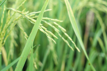 Fototapeta na wymiar young green rice that grows in paddy fields