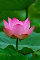 Obraz premium Blossoming lotus flowers