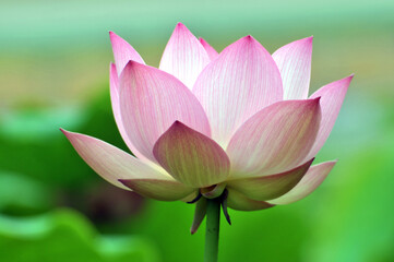 Blossoming lotus flowers