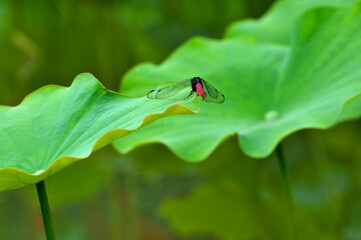Fototapeta premium dragonfly on a lotus leaf