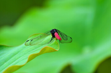 dragonfly on a lotus leaf