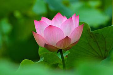 Blossoming lotus flowers