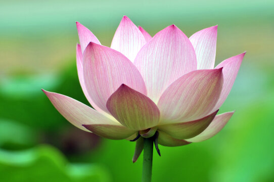 Lotus Flowers Images – Browse 814,247 Stock Photos, Vectors, and Video |  Adobe Stock