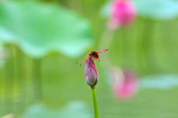 dragonfly on a lotus leaf