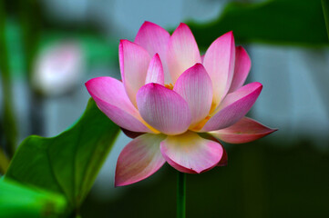 Blossoming lotus flowers