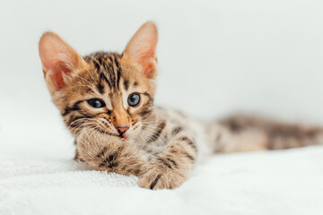 Little bengal kitten on the white fury blanket