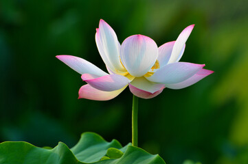 Blossoming lotus flowers