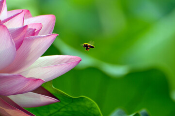 Blossoming lotus flowers