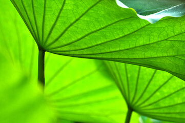 close up of green lotus flower leaf