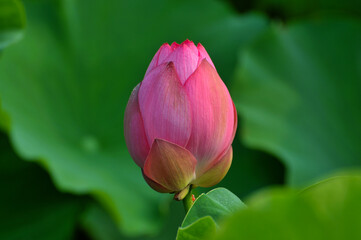 Blossoming lotus flowers