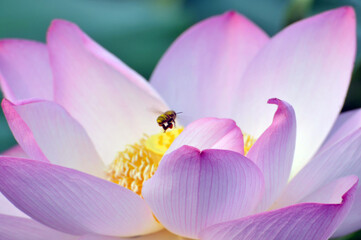 Fototapeta na wymiar blossoming lotus flowers and bee