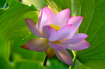 Blossoming lotus flowers