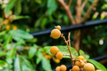 Longan bunch on longan tree,Longan orchards in Thailand.