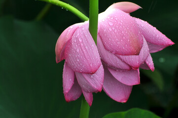 Fototapeta premium Blossoming lotus flowers