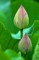 Blossoming lotus flowers