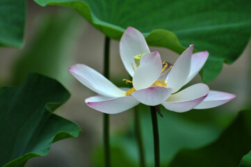 Obraz premium Blossoming lotus flowers