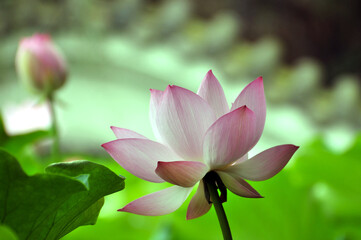 Blossoming lotus flowers