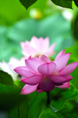 Blossoming lotus flowers