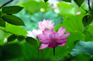 Blossoming lotus flowers