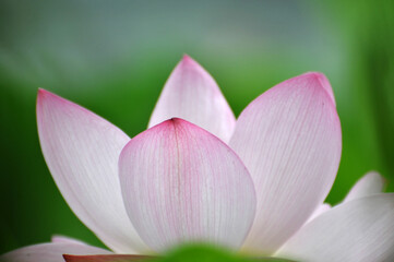 Fototapeta premium Blossoming lotus flowers