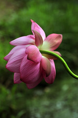 blossoming lotus flowers