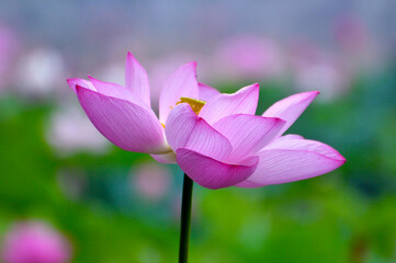 Blossoming lotus flowers