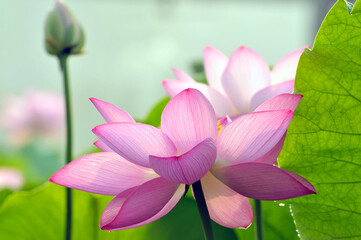 Blossoming lotus flowers