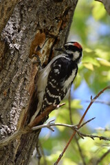woodpecker on tree
