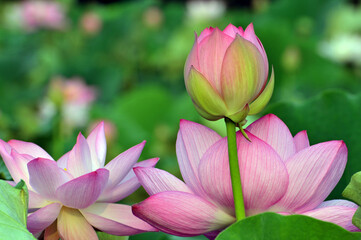 Blossoming lotus flowers