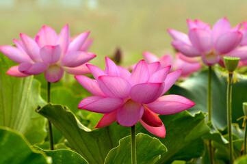 Obraz premium Blossoming lotus flowers