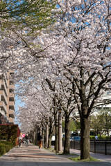 横浜市保土ケ谷区川辺町3丁目の水道道・満開の桜並木