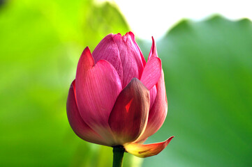 Obraz na płótnie Canvas Blossoming lotus flowers