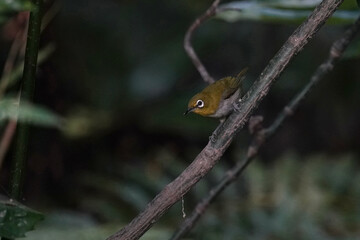 white eye in a forest