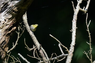 white eye in a forest