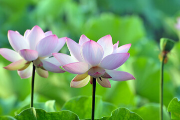 Blossoming lotus flowers