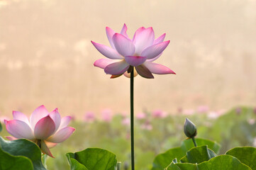 Obraz premium Blossoming lotus flowers