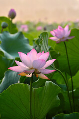 Blossoming lotus flowers