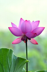 Blossoming lotus flowers