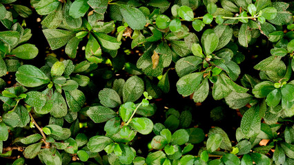tiny green leaves nature dark background