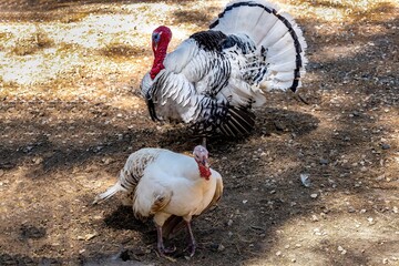The domestic turkey (Meleagris gallopavo domesticus). Male and female. Male domestic turkey...