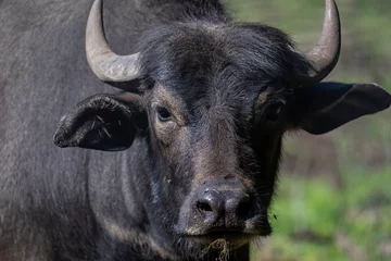 Fotobehang De waterbuffel (Bubalus bubalis), ook wel de huiswaterbuffel of Aziatische waterbuffel genoemd. © karel