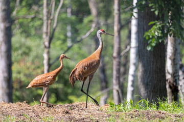 Obraz na płótnie Canvas The sandhill crane (Antigone canadensis) with young on the forest