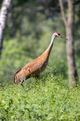  The Sandhill Crane (Antigone canadensis)