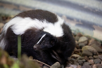  The Striped skunk (Mephitis mephitis) near the human dwelling 