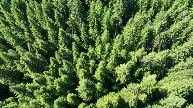 Over 85% of Oregon's forests are made up of coniferous trees, primarily Douglas-fir trees, Ponderosa pines, and other hardwood species.