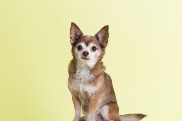 Handsome elderly tan and cream chihuahua is stoic and serious sitting for pet portraits on solid lemon yellow background