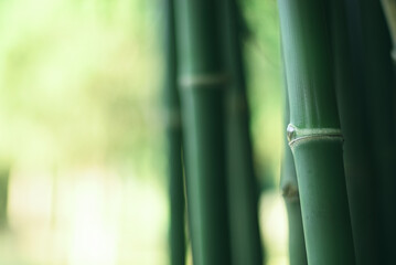 A serene in green nature atmosphere of beautiful bamboo forest. Close up bamboo tree in fresh clear...