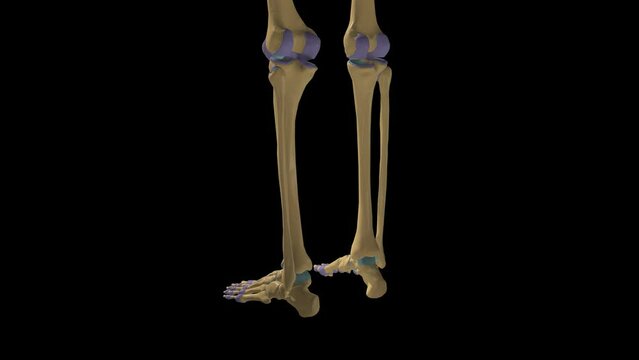 Human skeleton synovial joint anatomy with articulate capsule 3D